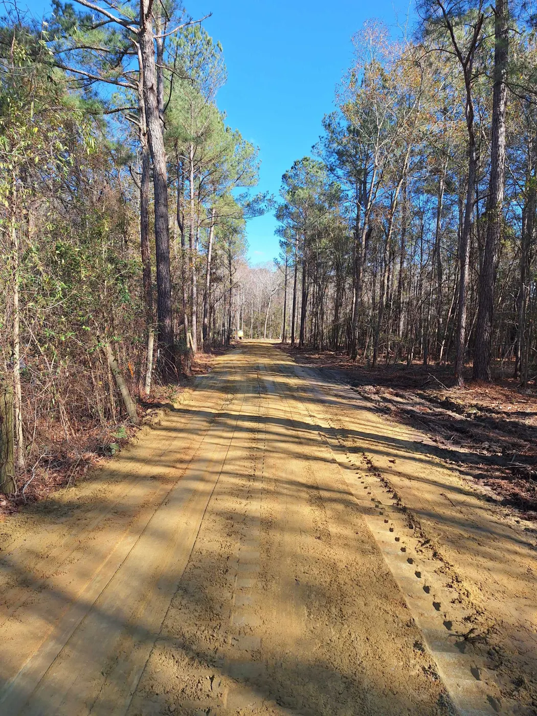 Tracked skid steer with a mulching head grinding underbrush on a wooded tract near Burgaw, NC