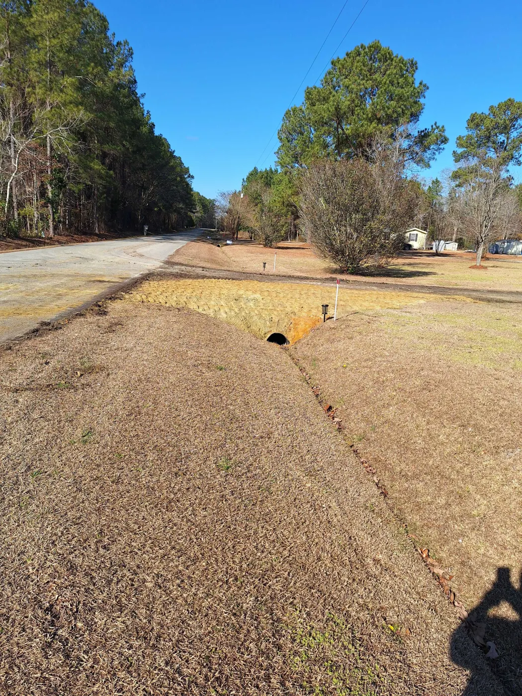 Mulch cover spread over the ground under standing pines after forestry mulching in Pender County, NC